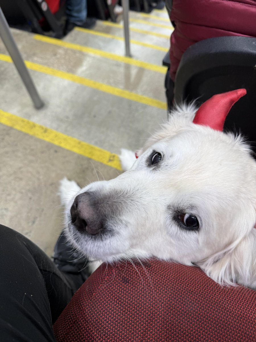 DevilsDogDuo's tweet photo. She saw NJ for two moments in the other aisle and won’t stop bugging me now! @NJDevil00 https://t.co/5QN9hYx62n