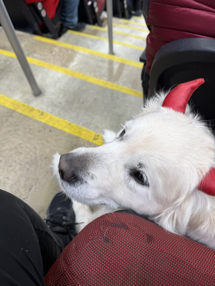 DevilsDogDuo's tweet photo. She saw NJ for two moments in the other aisle and won’t stop bugging me now! @NJDevil00 https://t.co/5QN9hYx62n