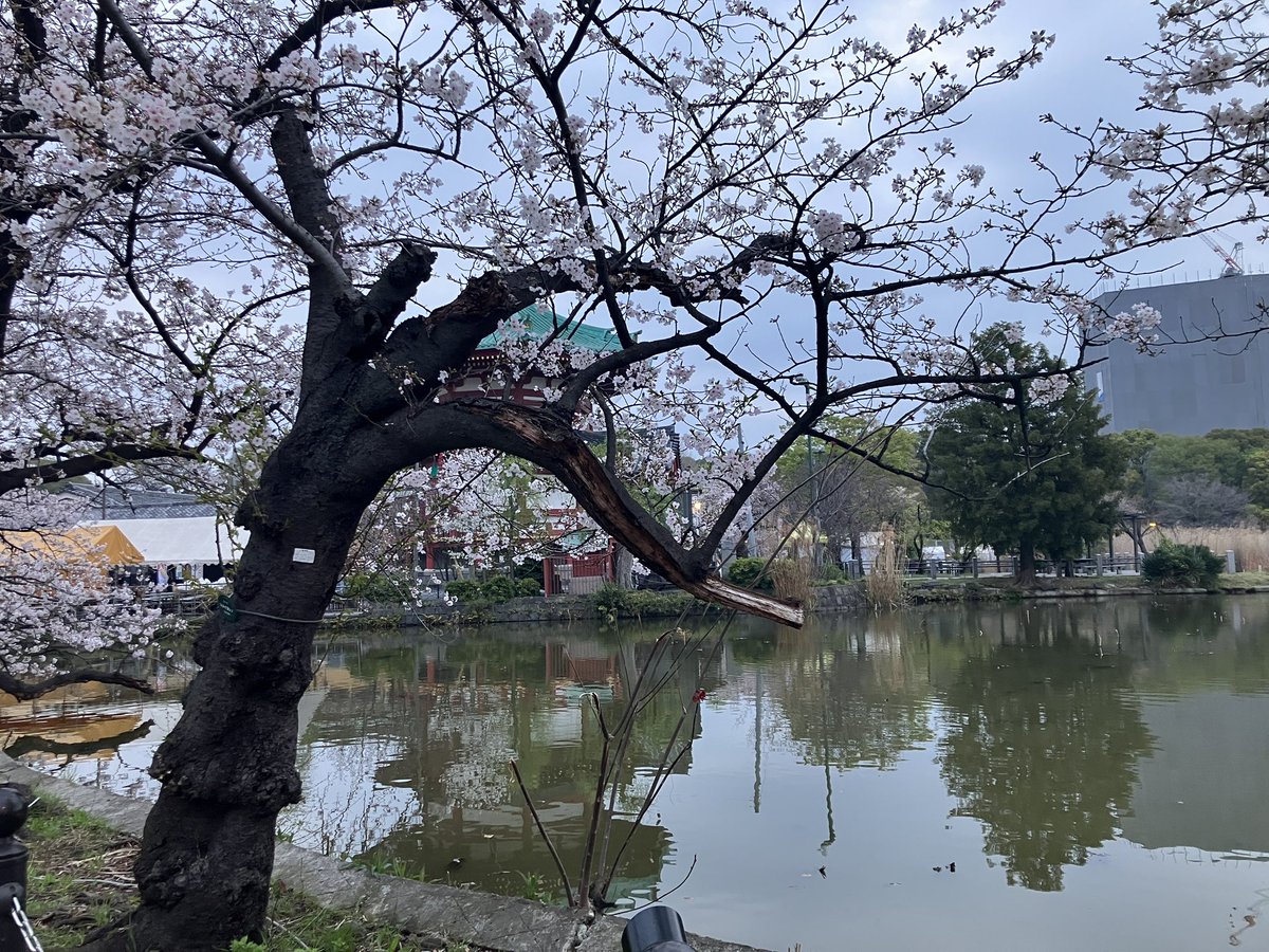 スカイツリー tweet media