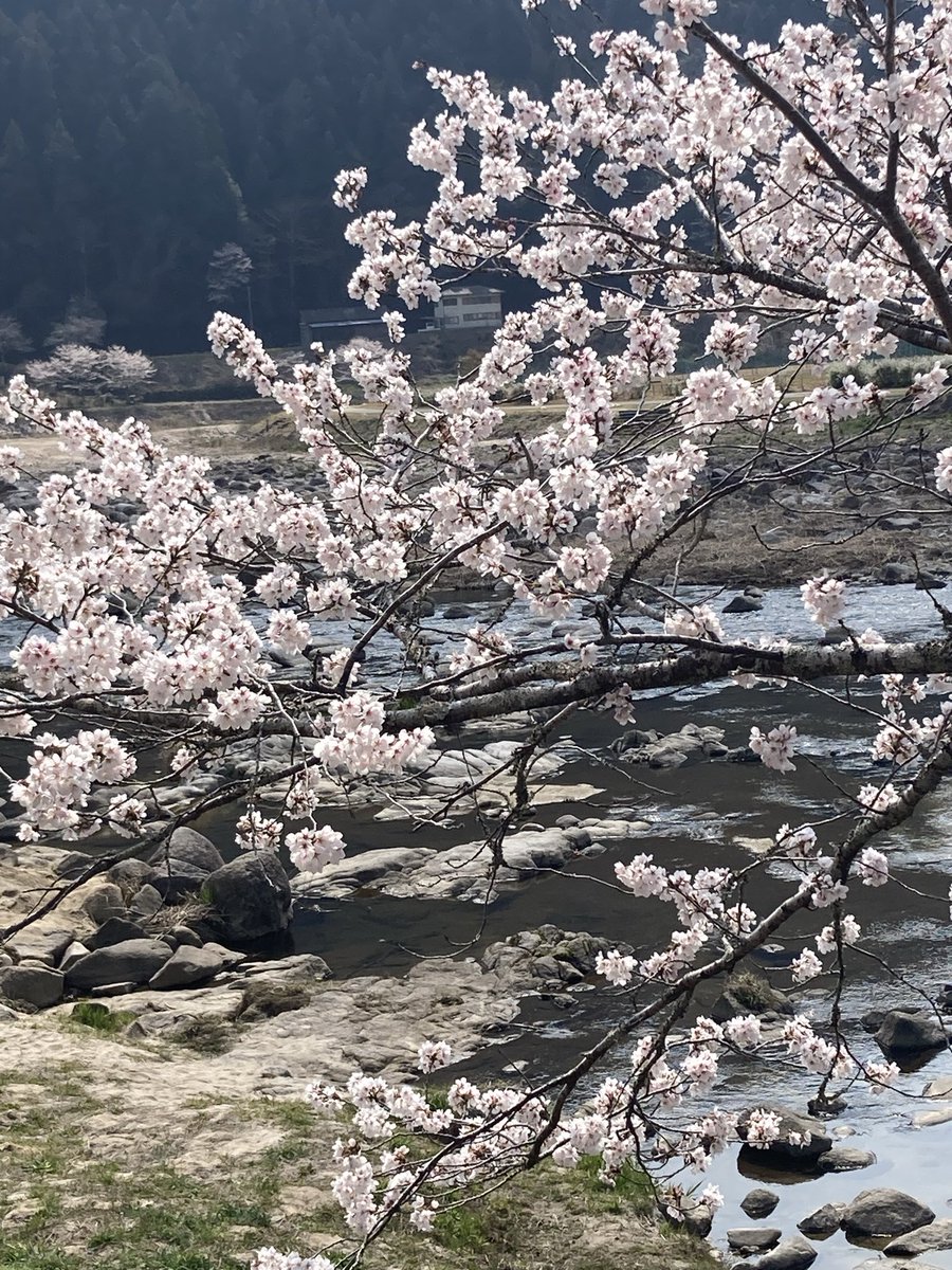 まるちゃん中日楽天党 tweet media