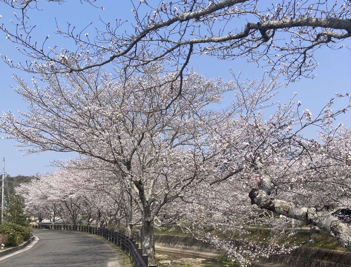 まるちゃん中日楽天党 tweet media