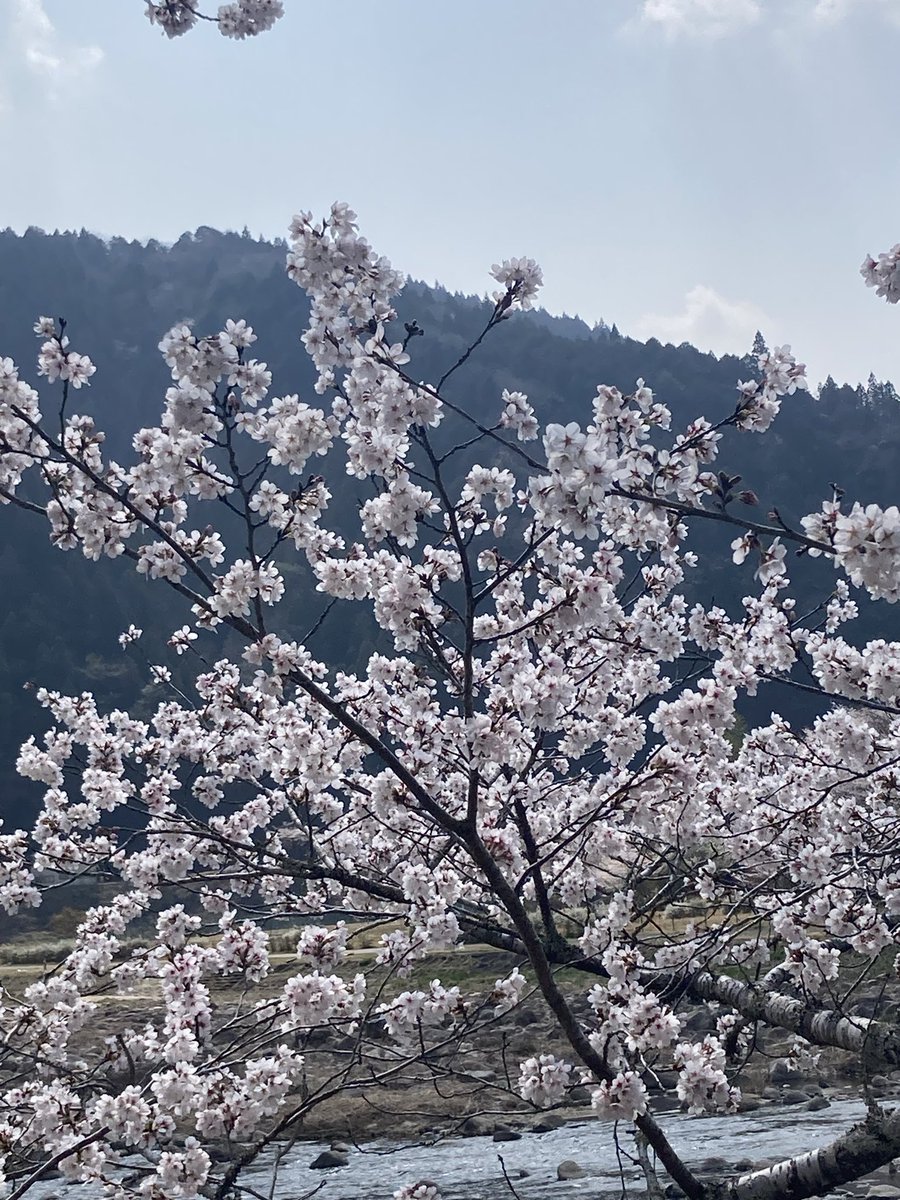 まるちゃん中日楽天党 tweet media