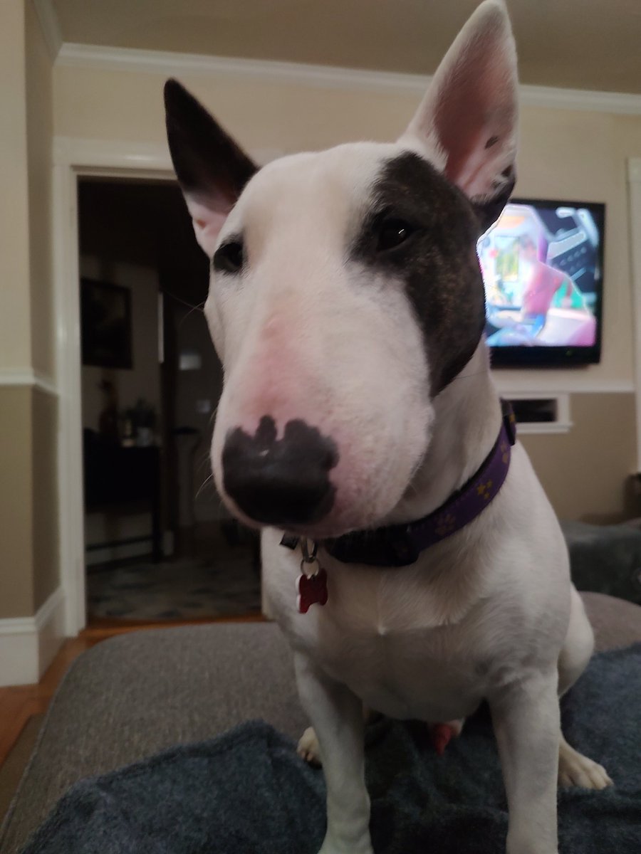 Spike The Rescue Pup & Rex The TV Terrier ®🌈🐾 tweet media