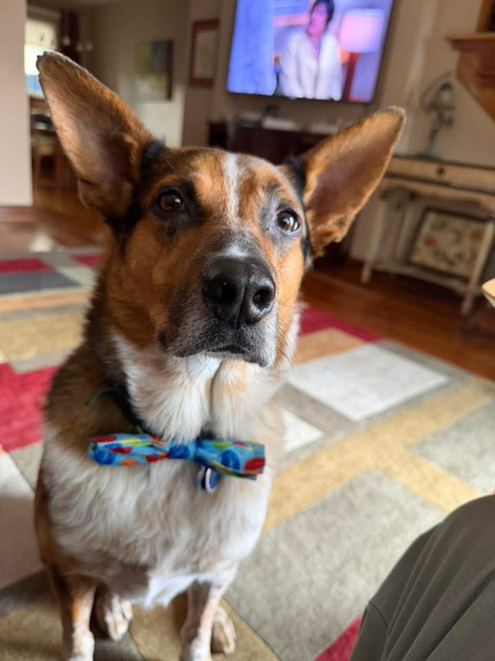 Mary @ Lieutenant Quigley #ZSHQ tweet media