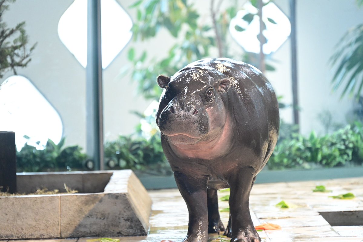 NIFREL(ニフレル)公式 tweet media