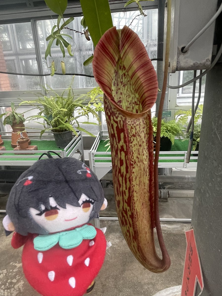 腥 tweet media