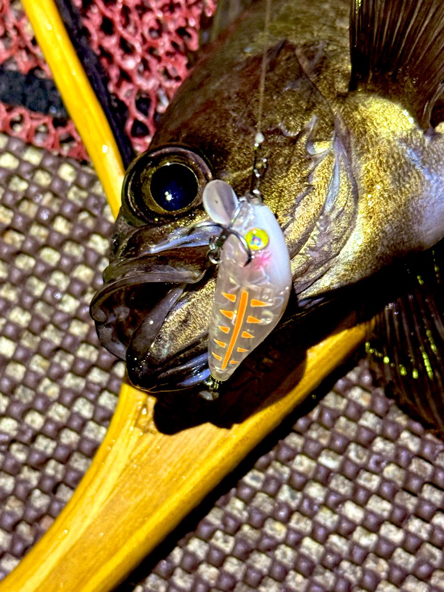 もくりんくん tweet media