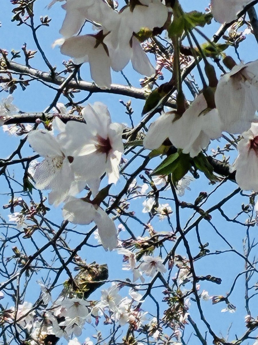 Rose Bud ☀️🌙✨ tweet media