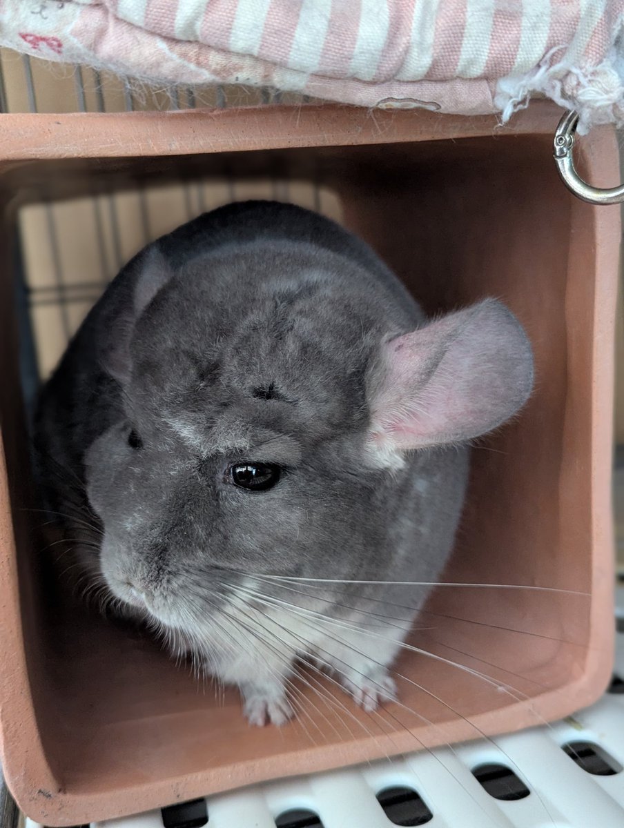 ニアコ🐭SunezumiSHOP tweet media