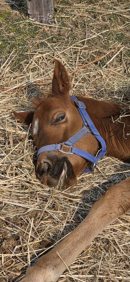 (有)上山牧場 tweet media