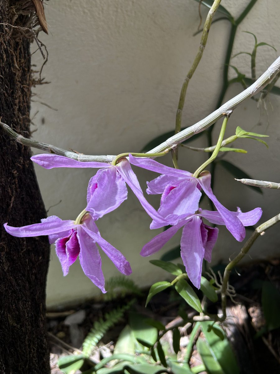 José E. Devárez tweet media