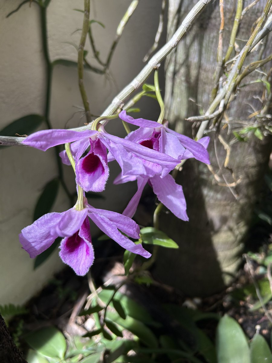 José E. Devárez tweet media