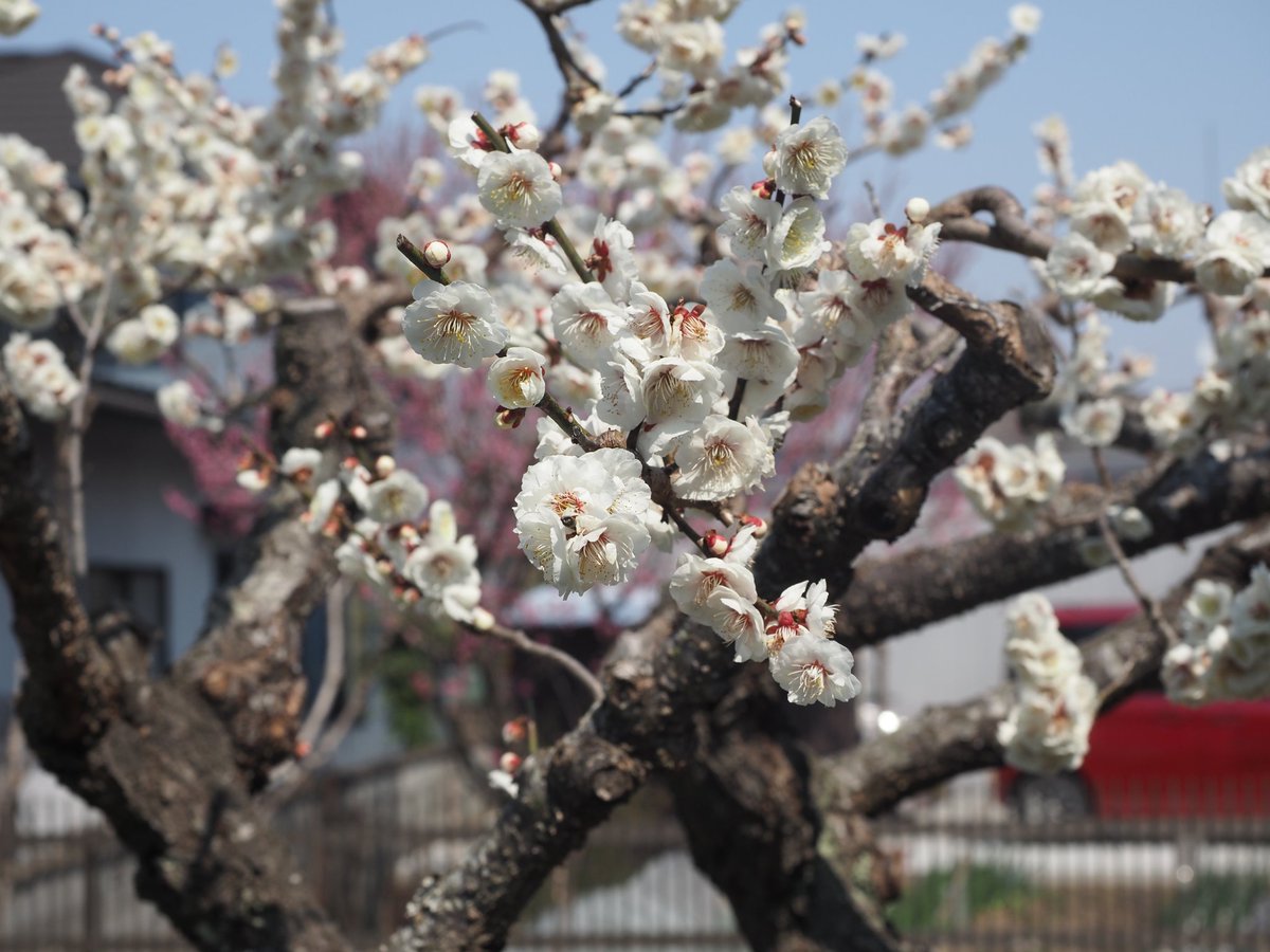 senkidc5 tweet media