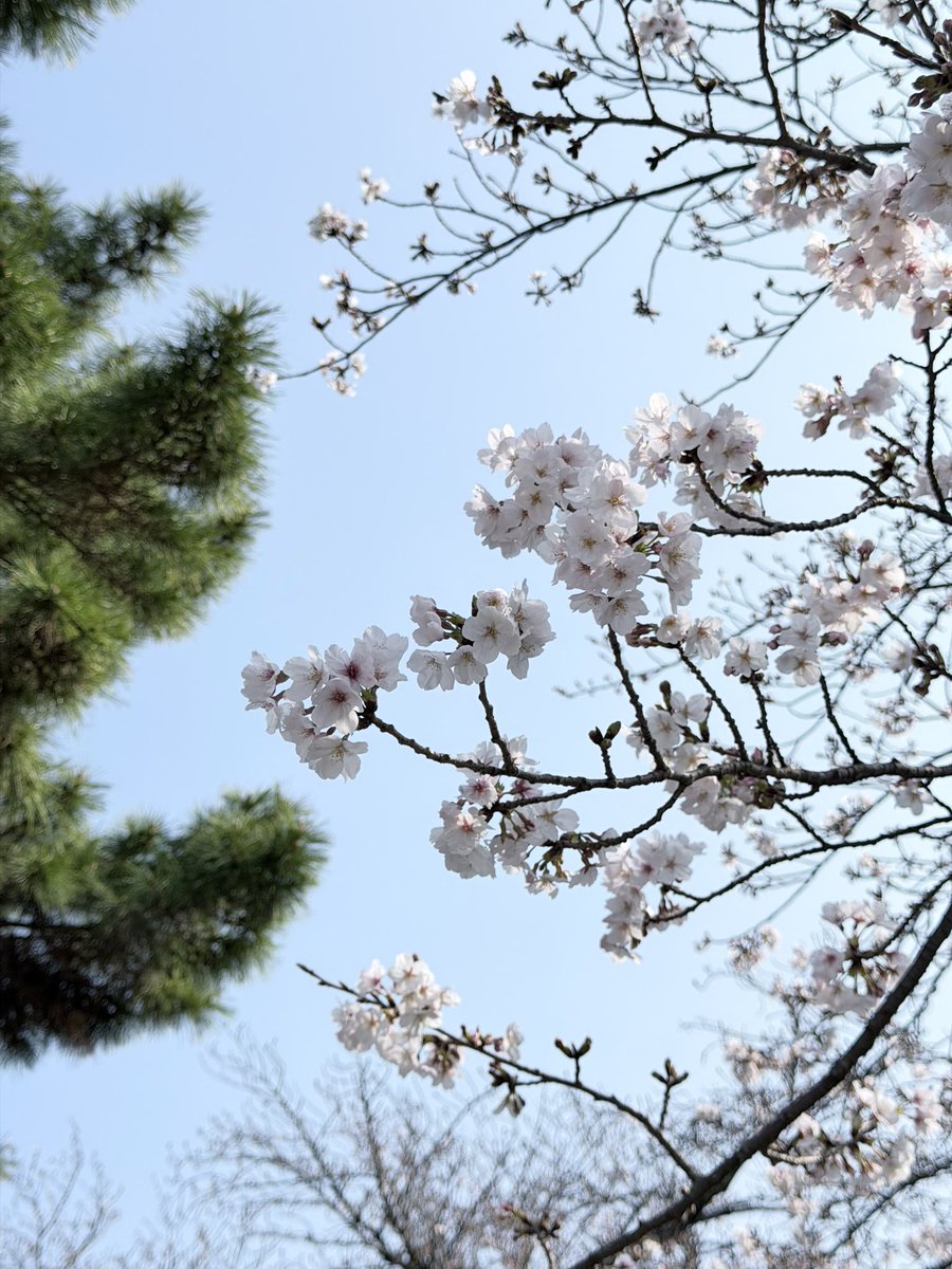 ループセンス -loopsence-【公式】 tweet media