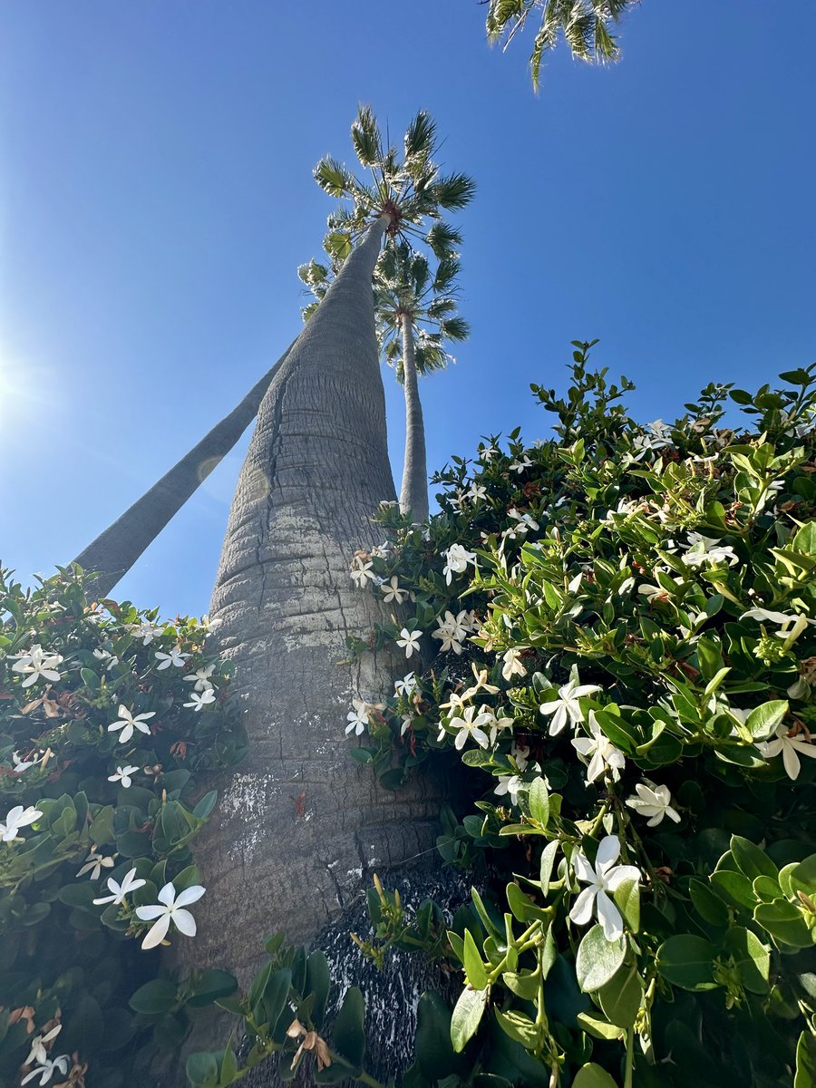 May all beings return to the sea and smell the jasmine flowers
