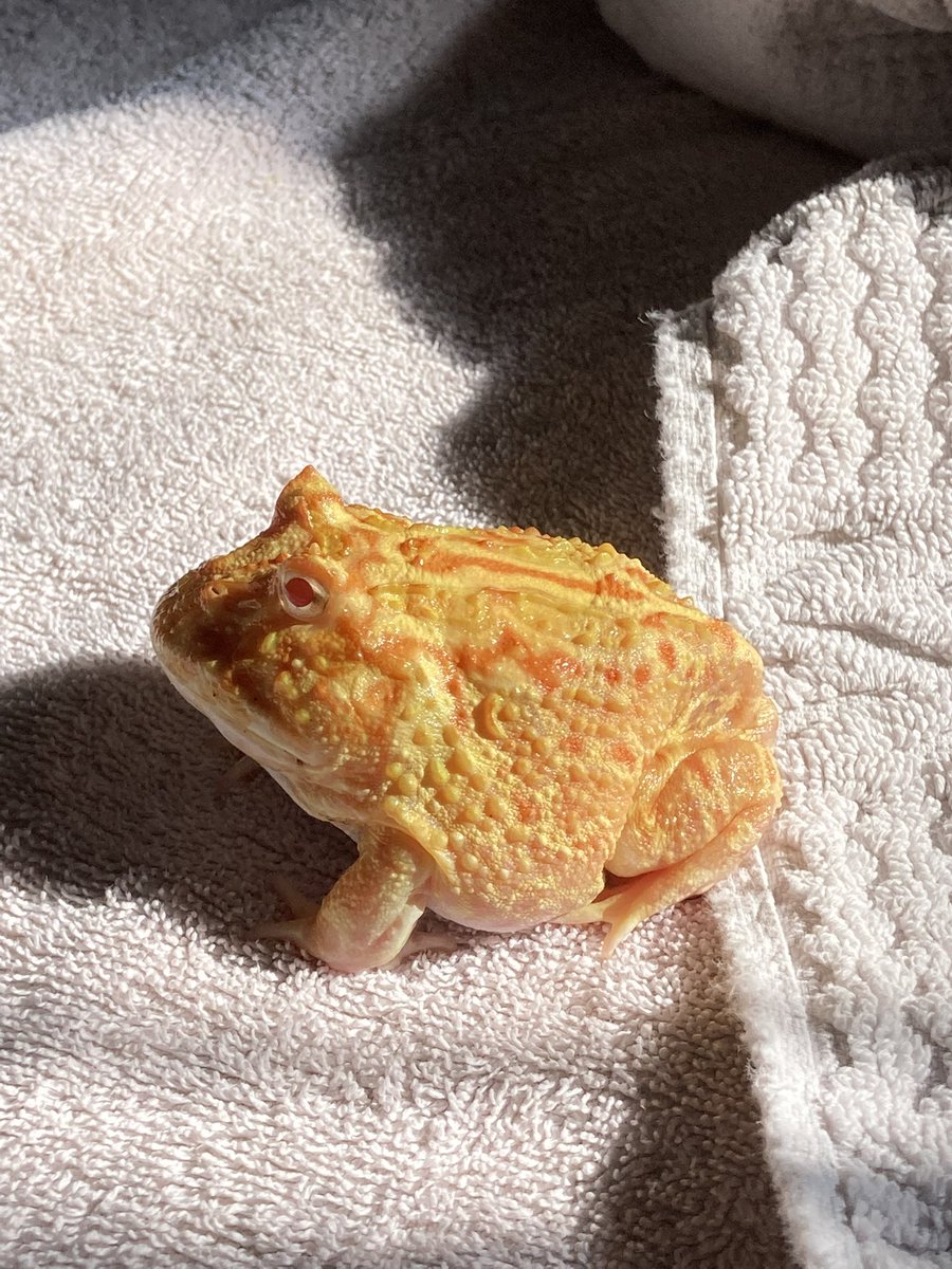 spencer 𓆟 tweet media