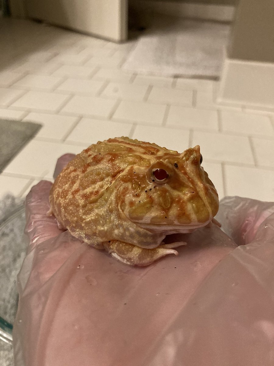 spencer 𓆟 tweet media