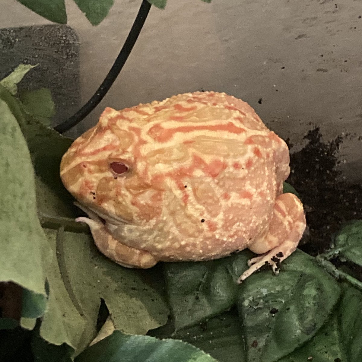 spencer 𓆟 tweet media