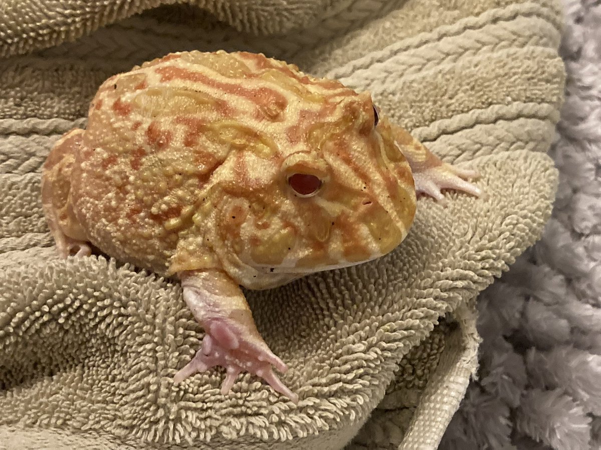 spencer 𓆟 tweet media