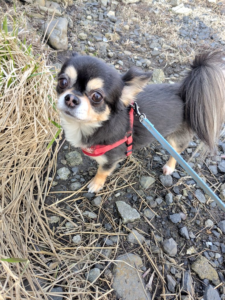 たまゆん tweet media