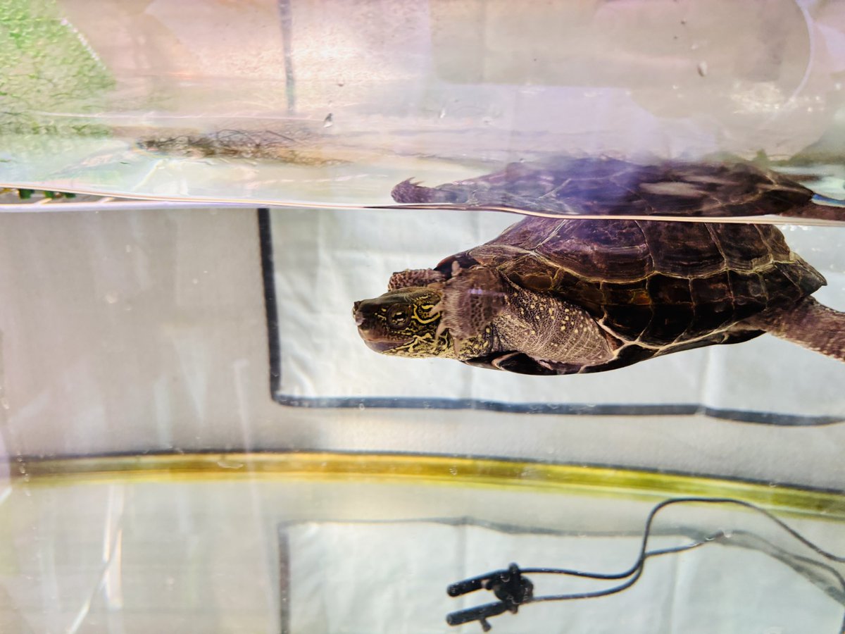 JS2LSB🐢 tweet media