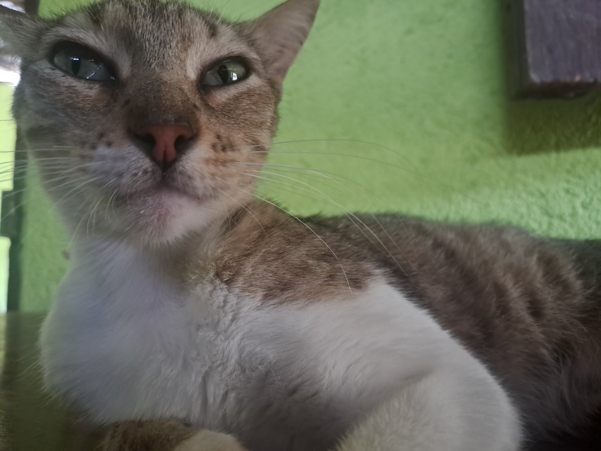 Chatear con Sol Badguy tweet media