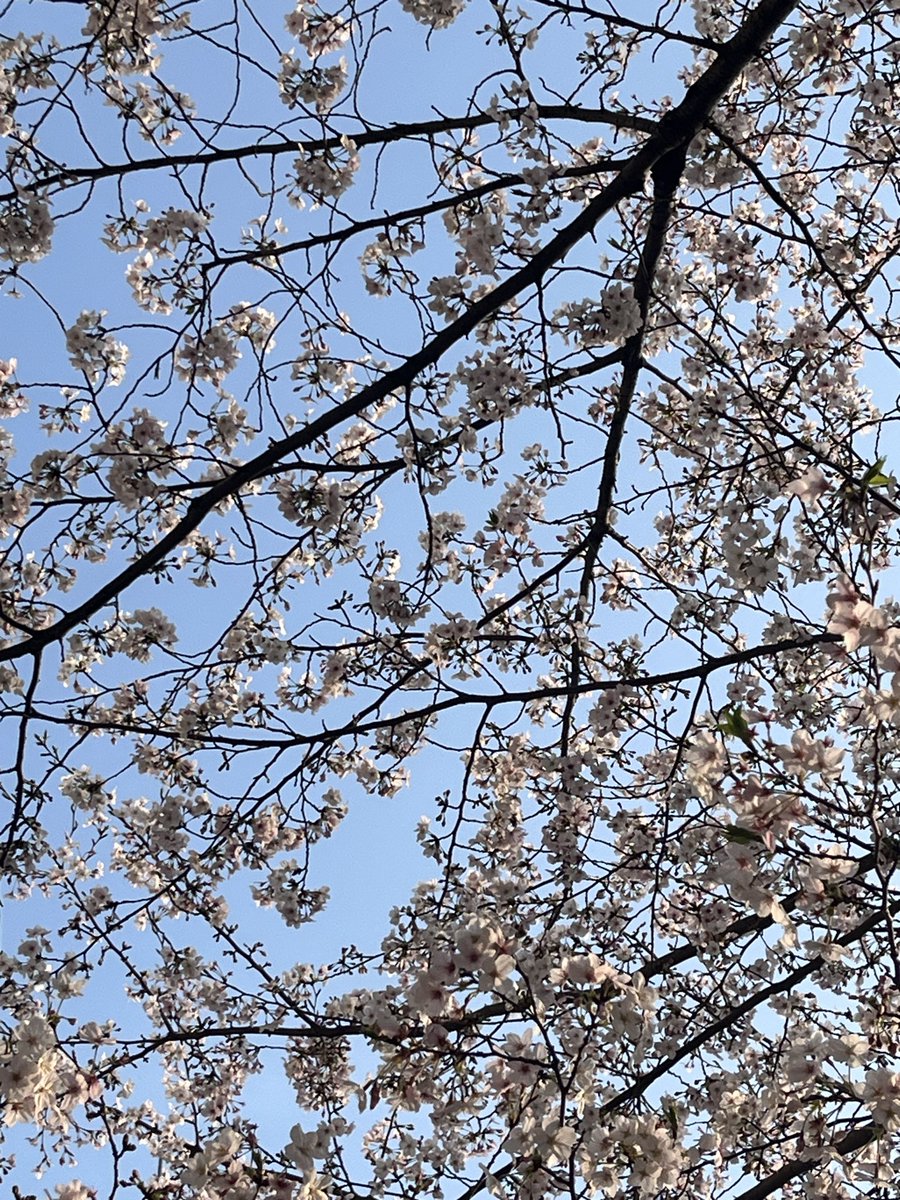 風鈴みすず🎐🌸 tweet media