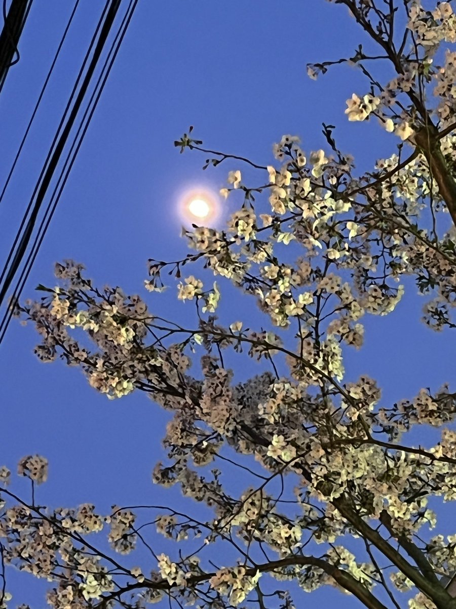 風鈴みすず🎐🌸 tweet media