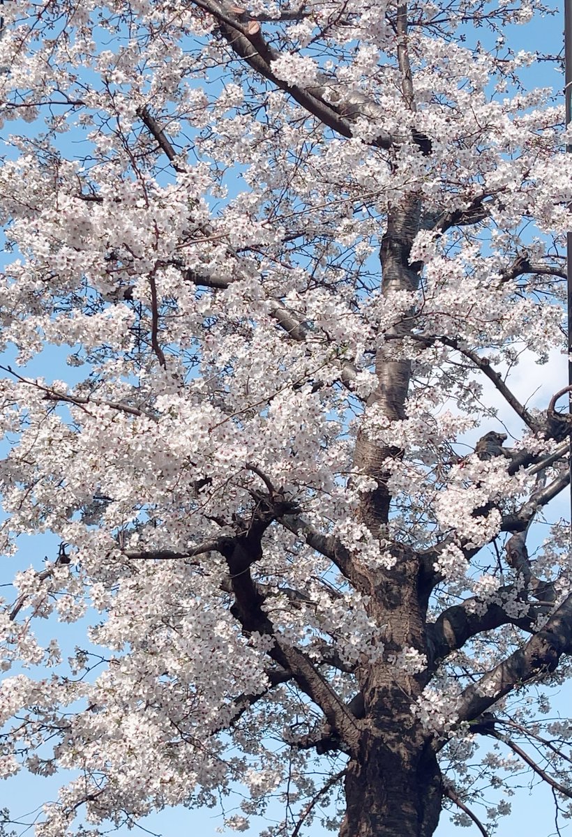 風鈴みすず🎐🌸 tweet media