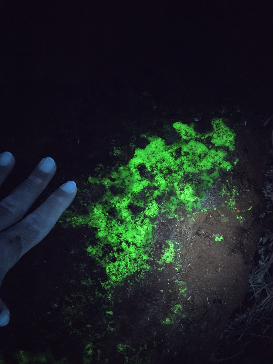 💎 Gem Caracal 💎 🇺🇲 tweet media