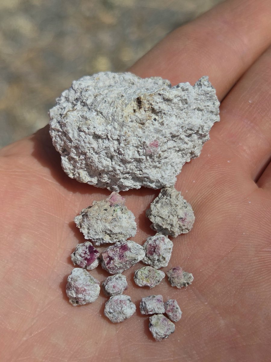 💎 Gem Caracal 💎 🇺🇲 tweet media