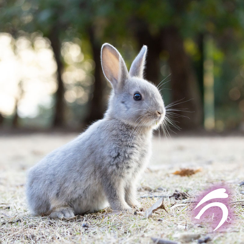 うさぎ写真家 uta tweet media