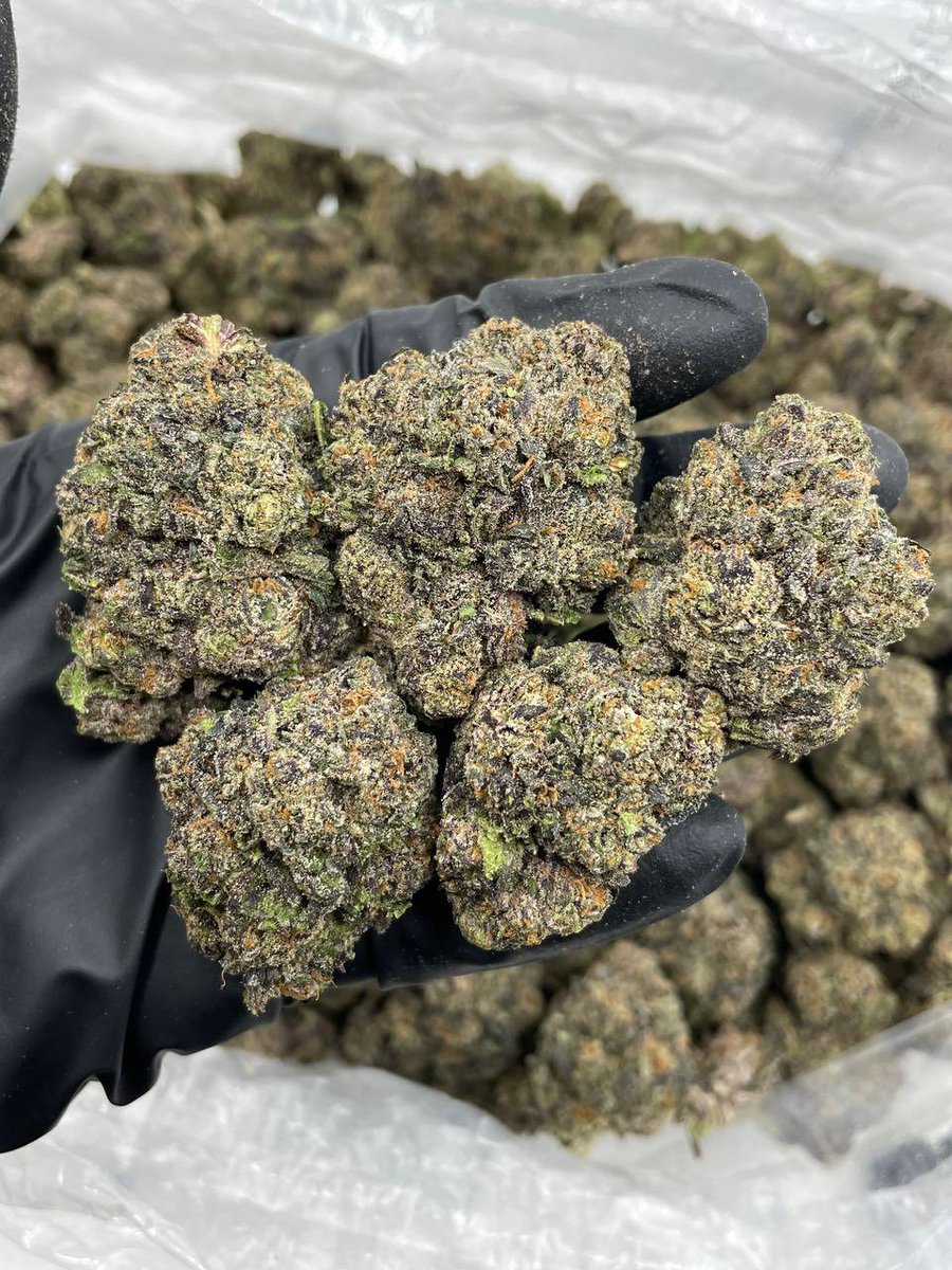 PrimeS63629's tweet photo. Pink Sour Patch mixed lights 

Big purple frosty top buds cured nice and sticky! Fire indoor look with a loud mix of sour patch &amp; pink runtz noses 🔥

@PrimeS63629 https://t.co/Gip3ZrphNM