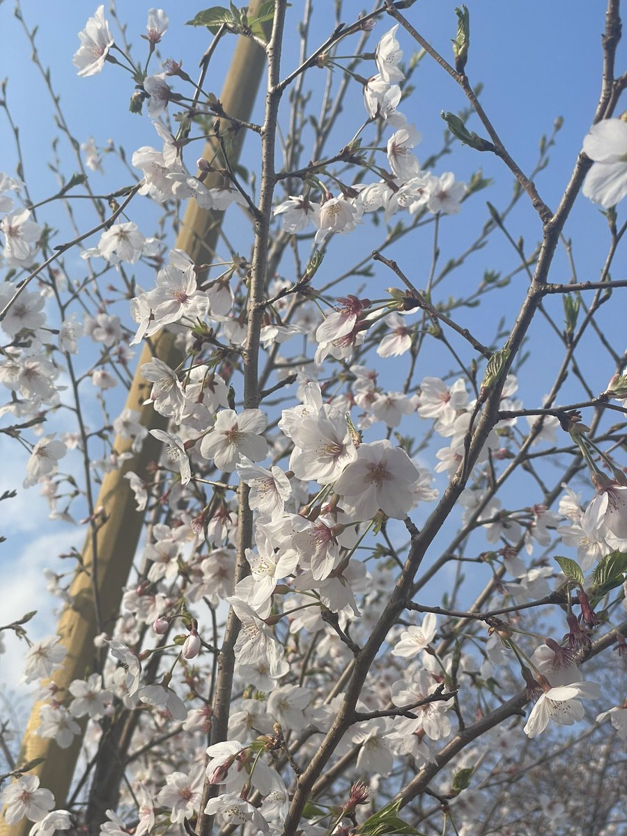 安藤啓介 tweet media