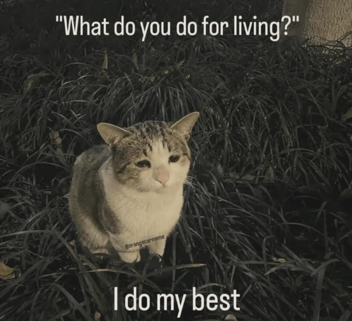 Slizzle 🐳 tweet media