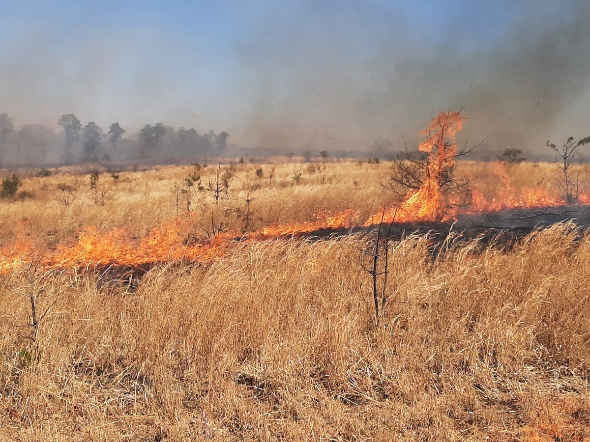 Devil Dog Dan tweet media