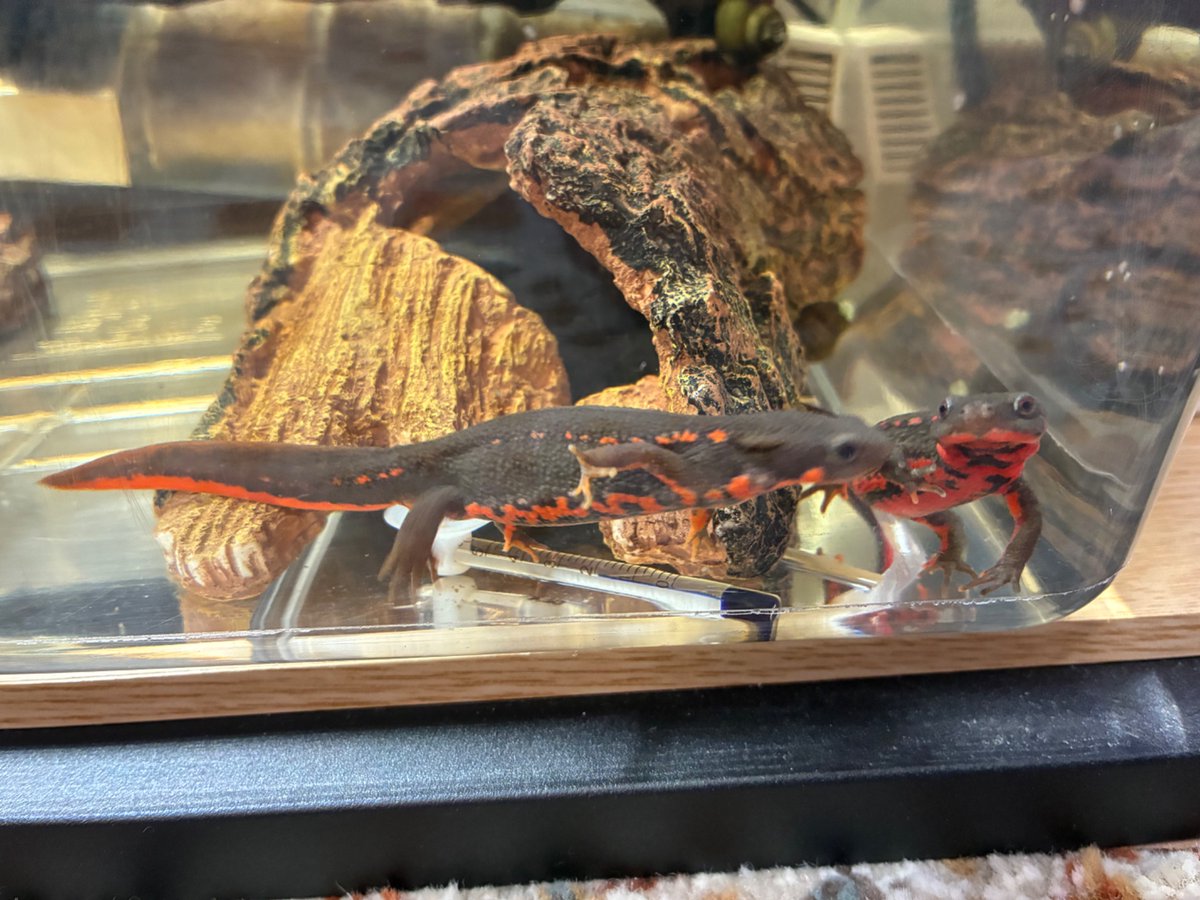 Aura Euronika tweet media