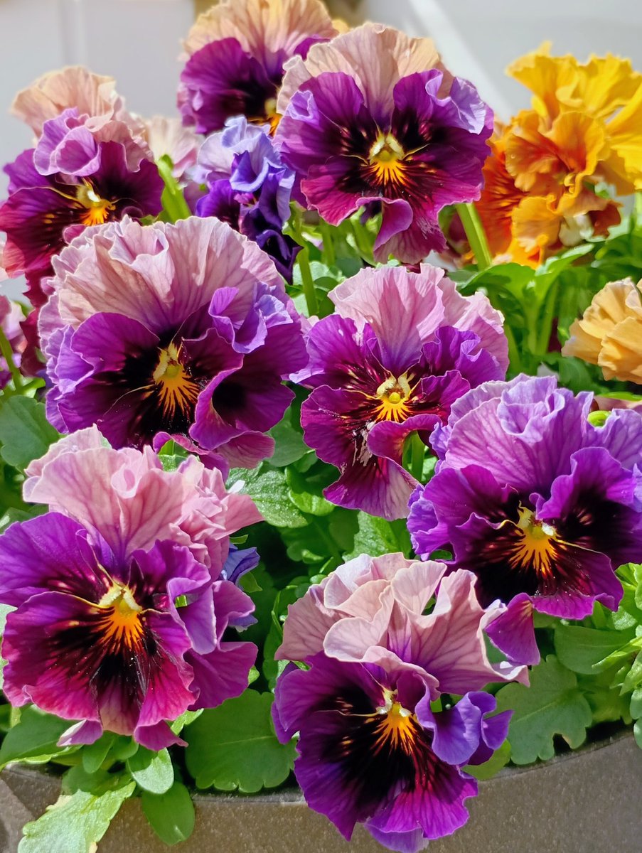 かおり tweet media