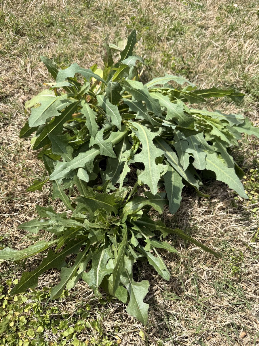 Ruby 🇺🇸 tweet media