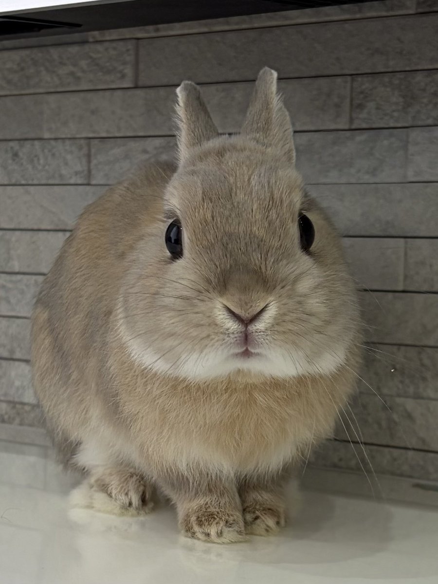 うさぎのもか tweet media