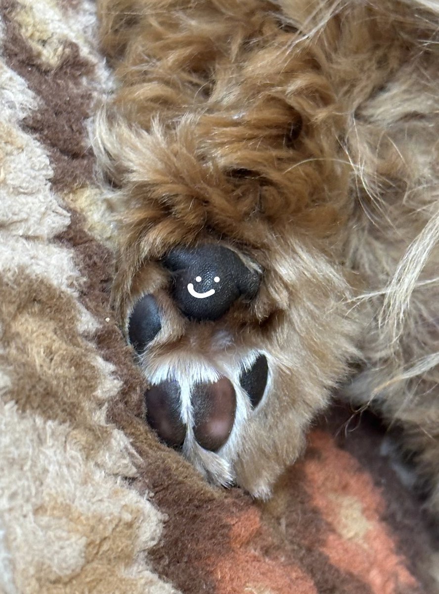 らっちゃんズ tweet media