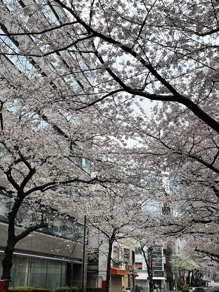 AdvanceTrigger's tweet photo. 会社近くの桜がほぼ満開🌸

#桜満開
#東京都中央区 https://t.co/HtO8owdBzT