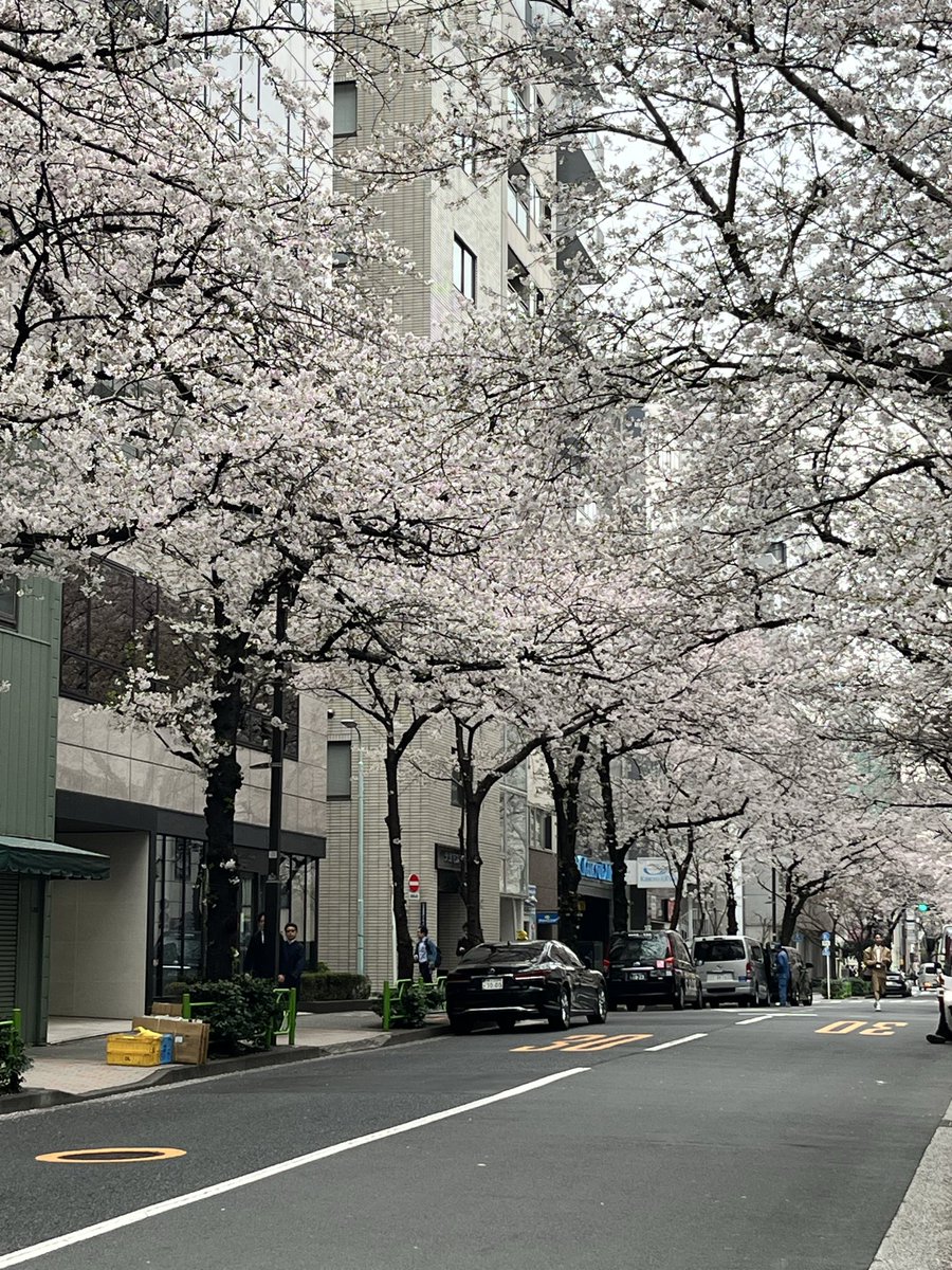 AdvanceTrigger's tweet photo. 会社近くの桜がほぼ満開🌸

#桜満開
#東京都中央区 https://t.co/HtO8owdBzT