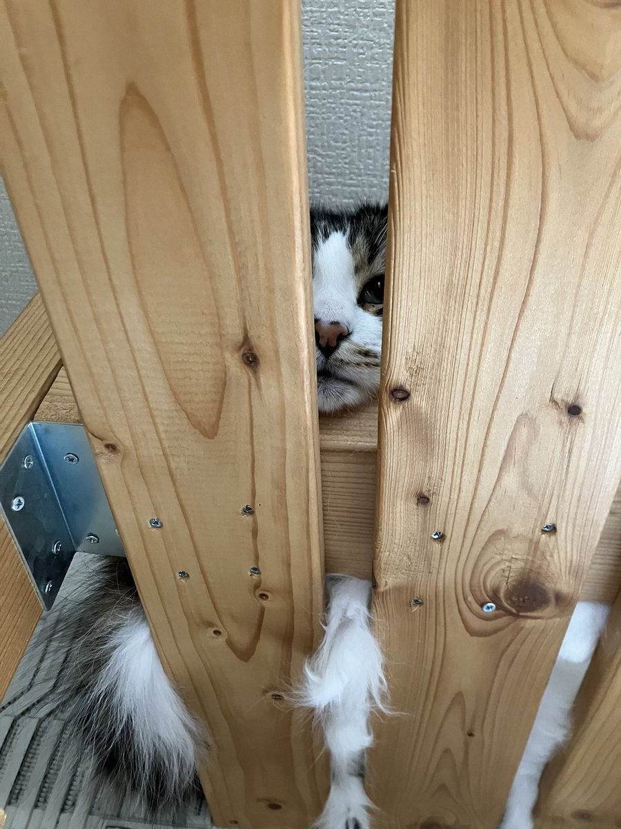 こなひび tweet media