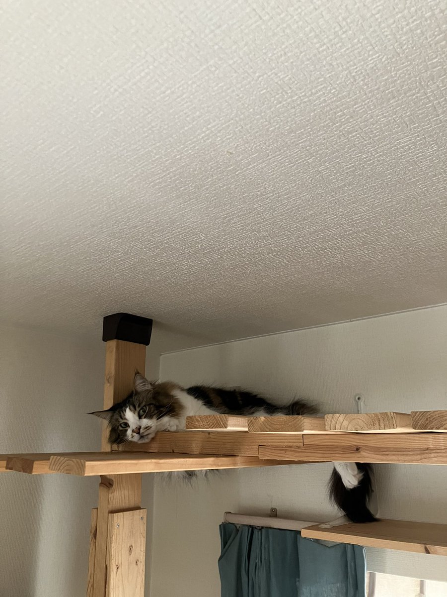 こなひび tweet media