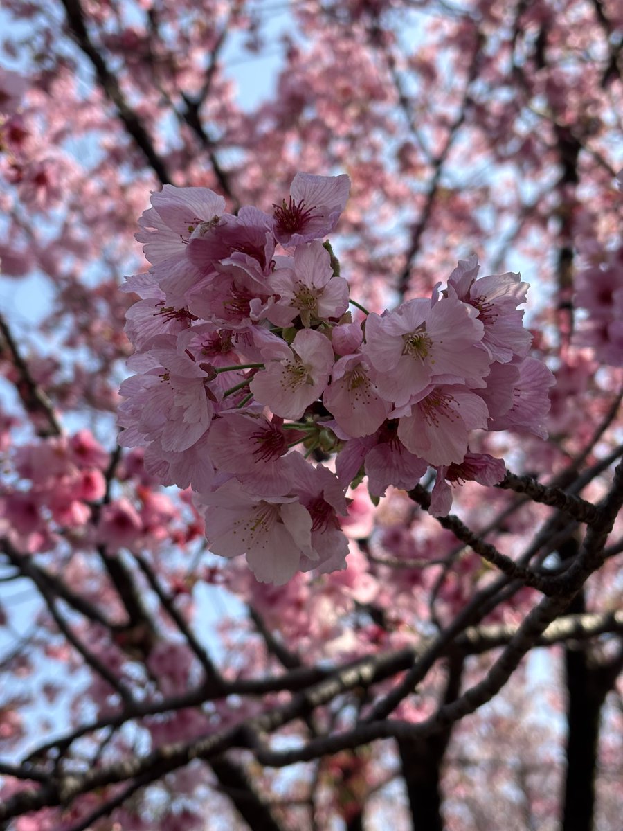 はゆり tweet media