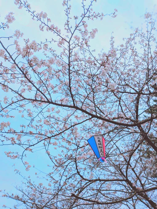 丸亀城桜まつりに取材 桜が七分咲きで美しかったです