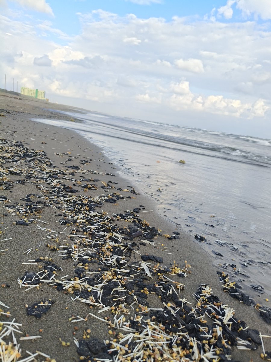 josmartsol's tweet photo. Playas de Veracruz ...estás vacaciones saldré negrito https://t.co/SwlwXwkhG7