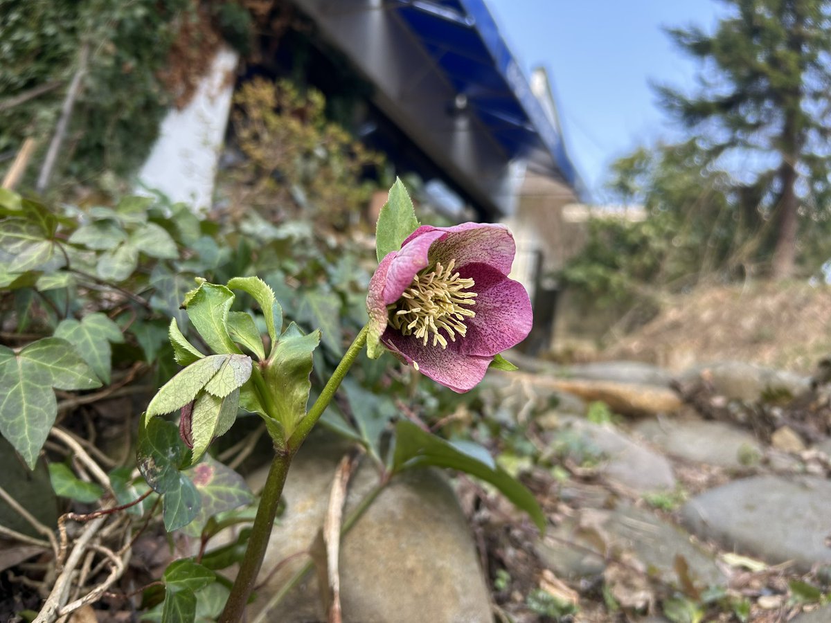 café pont chatポンシャ tweet media