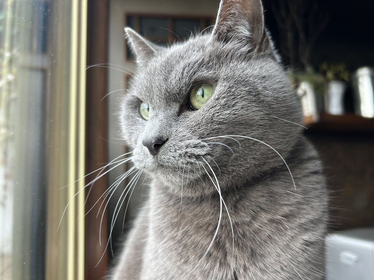 café pont chatポンシャ tweet media